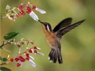 Polinização dos vegetais