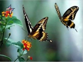 Polinização dos vegetais