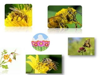 Polinização dos vegetais