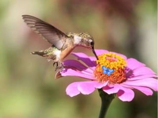 Polinização dos vegetais