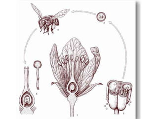 Polinização dos vegetais