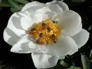 Polinização dos vegetais