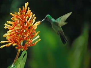 Polinização dos vegetais