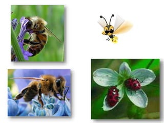 Polinização dos vegetais