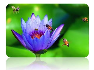 Polinização dos vegetais