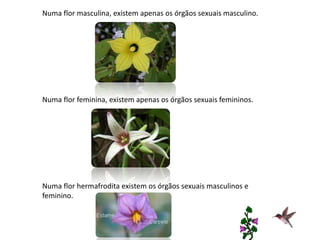 Numa flor masculina, existem apenas os órgãos sexuais masculino.
Numa flor feminina, existem apenas os órgãos sexuais femininos.
Numa flor hermafrodita existem os órgãos sexuais masculinos e
feminino.
 