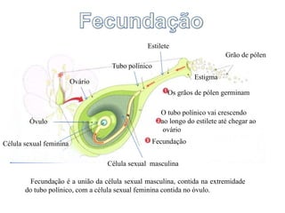 Grão de pólen
Estigma
Estilete
Tubo polínico
Ovário
Óvulo
Célula sexual feminina
Célula sexual masculina
Os grãos de pólen germinam
O tubo polínico vai crescendo
ao longo do estilete até chegar ao
ovário
Fecundação
Fecundação é a união da célula sexual masculina, contida na extremidade
do tubo polínico, com a célula sexual feminina contida no óvulo.
 