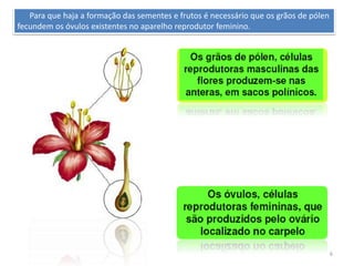 6
Para que haja a formação das sementes e frutos é necessário que os grãos de pólen
fecundem os óvulos existentes no aparelho reprodutor feminino.
 