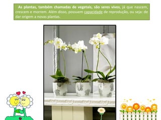 7
As plantas, também chamadas de vegetais, são seres vivos, já que nascem,
crescem e morrem. Além disso, possuem capacidade de reprodução, ou seja: de
dar origem a novas plantas.
 