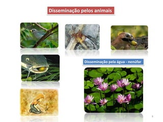8
Disseminação pela água - nenúfar
Disseminação pelos animais
 