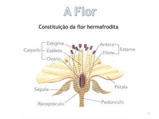 9
Constituição da flor hermafrodita
 
