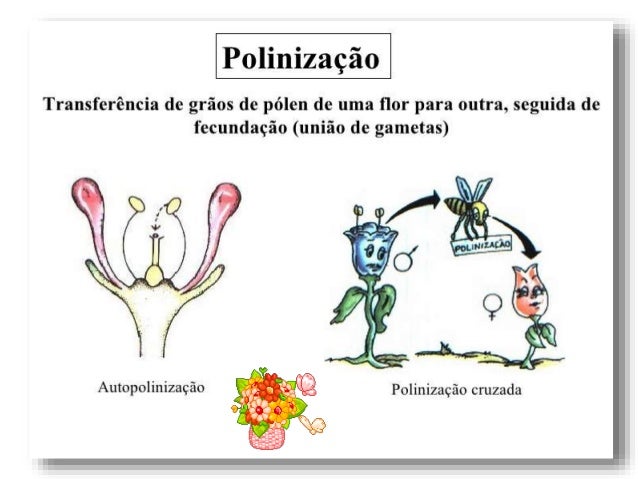 Resultado de imagem para polinização