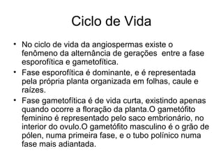 Ciclo de Vida
• No ciclo de vida da angiospermas existe o
fenômeno da alternância de gerações entre a fase
esporofítica e gametofítica.
• Fase esporofítica é dominante, e é representada
pela própria planta organizada em folhas, caule e
raízes.
• Fase gametofítica é de vida curta, existindo apenas
quando ocorre a floração da planta.O gametófito
feminino é representado pelo saco embrionário, no
interior do ovulo.O gametófito masculino é o grão de
pólen, numa primeira fase, e o tubo polínico numa
fase mais adiantada.
 