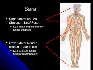 Saraf


Upper motor neuron
(Susunan Saraf Pusat)




Dari otak sampai sumsum
tulang belakang

Lower Motor Neuron
(Susunan Saraf Tepi)


Dari sumsum tulang
belakang sampai otot

 