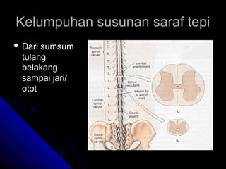 Kelumpuhan susunan saraf tepi
 Dari

sumsum
tulang
belakang
sampai jari/
otot

 