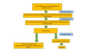 Paralysis
Virus spreads to spinal cord
Neurologic phase
No further spread of virus
Asymptomatic or mild febrile undifferentiated
illness
Viremic phase
Virus is absorbed into the bloodstream and spreads to the internal organs
and lymph nodes
Lymphatic phase
Alimentary phase
Virus spread to tonsils and multiplies in the payers patches, cervical and mesenteric
lymph nodes
Virus replicates in the oropharyngeal and
intestinal mucosa
 
