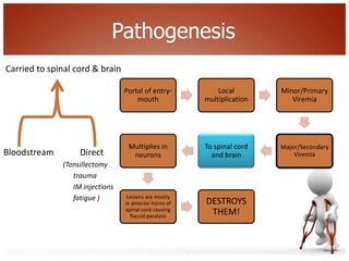 Pathogenesis
   Lesions are in anterior
    horn of spinal cord
    Flaccid paralysis         Portal of entry-          ...