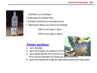 Vacina Oral Atenuada - VOP




 •Contém os 3 sorotipos
• Cultivada em células Vero
• Contém neomicina e estreptomicina
• Altamente eficaz em induzir imunidade:
           50% imune após 1 dose
           95% imune após 3 doses



Pontos positivos
1- sem injeções
2- gera imunidade no sangue e no intestino
3- gera dispersão do vírus vacinal na natureza
  vírus vacinal liberado nas fezes por até 6 semanas
4- gera imunidade de longa duração (provavelmente vida toda)
 