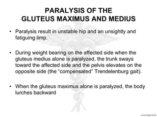 PARALYSIS OF THE
GLUTEUS MAXIMUS AND MEDIUS
• Paralysis result in unstable hip and an unsightly and
fatiguing limp.
• During weight bearing on the affected side when the
gluteus medius alone is paralyzed, the trunk sways
toward the affected side and the pelvis elevates on the
opposite side (the “compensated” Trendelenburg gait).
• When the gluteus maximus alone is paralyzed, the body
lurches backward
 