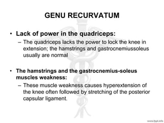 GENU RECURVATUM
• Lack of power in the quadriceps:
– The quadriceps lacks the power to lock the knee in
extension; the hamstrings and gastrocnemiussoleus
usually are normal
• The hamstrings and the gastrocnemius-soleus
muscles weakness:
– These muscle weakness causes hyperextension of
the knee often followed by stretching of the posterior
capsular ligament.
 