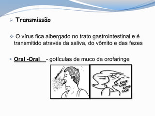 Transmissão
 O vírus fica albergado no trato gastrointestinal e é
transmitido através da saliva, do vômito e das fezes
 Oral -Oral - gotículas de muco da orofaringe
 