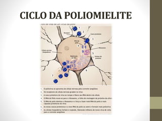 CICLO DA POLIOMIELITE
 