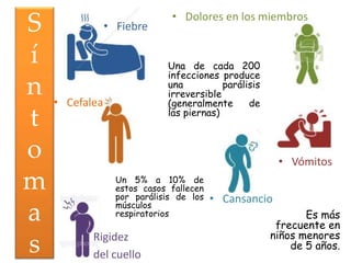 S
í
n
t
o
m
a
s
Una de cada 200
infecciones produce
una parálisis
irreversible
(generalmente de
las piernas)
• Vómitos
• Dolores en los miembros
• Cansancio
• Fiebre
• Cefalea
Rigidez
del cuello
Un 5% a 10% de
estos casos fallecen
por parálisis de los
músculos
respiratorios Es más
frecuente en
niños menores
de 5 años.
 