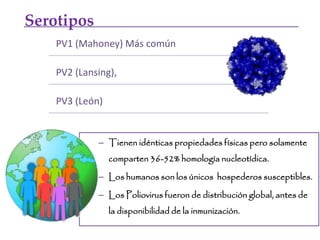 – Tienen idénticas propiedades físicas pero solamente
comparten 36-52% homología nucleotídica.
– Los humanos son los únicos hospederos susceptibles.
– Los Poliovirus fueron de distribución global, antes de
la disponibilidad de la inmunización.
PV1 (Mahoney) Más común
PV2 (Lansing),
PV3 (León)
Serotipos
 