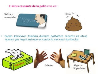 El virus causante de la polio vive en:
• Puede sobrevivir también durante bastantes minutos en otros
lugares que hayan entrado en contacto con esas sustancias:
Saliva y
mucosidad
Heces
Algunas
Superficies
Manos
 