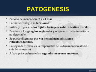 PATOGENESIS
• Período de incubación: 7 a 21 días
• La vía de contagio es fecal-oral
• Instala y replica en los tejidos faríngeos o del intestino distal.
• Penetran a los ganglios regionales y originan viremia transitoria
no detectable.
• Se puede diseminar por vía hematógena al sistema
retículoendotelial.
• La segunda viremia es la responsable de la diseminación al SNC
(vía hematógena).
• Afecta principalmente las segundas neuronas motoras.
 