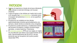 PATOGENI
A
 Ingresa al organismo a través de la boca infectando
a las células a nivel de la faringe y la mucosa
intestinal.
 Logra el ingreso a las células por medio de la unión
a un receptor tipo inmunoglobulina, conocido como
el receptor del poliovirus o CD155, en la superficie
de la célula.
 El poliovirus se multiplica en las células
gastrointestinales durante aproximadamente una
semana, desde donde se extiende a las amígdalas.
 El poliovirus puede sobrevivir y multiplicarse dentro
del torrente circulatorio y linfático durante largos
períodos, a veces hasta las 17semanas.
 El síndrome postpolio (PPS por sus siglas en inglés)
es una afección que ataca a los supervivientes de la
polio. Aproximadamente del 20 al 40 % de las
personas que se recuperan de la polio pueden
desarrollar PPS.
 