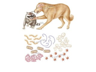 Human-to-human transmission.  