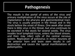 Pathogenesis
The mouth is the portal of entry of the virus and
primary multiplication of the virus occurs at the site of
implantation in the pharynx and gastrointestinal tract.
The virus is usually present in the throat and in the
stools before the onset of illness. One week after onset
there is little virus in the throat, but virus continues to
be excreted in the stools for several weeks. The virus
invades local lymphoid tissue, enters the blood stream,
and then may infect cells of the central nervous
system. Replication of poliovirus in motor neurons of
the anterior horn and brain stem results in cell
destruction and causes the typical manifestations of
poliomyelitis.