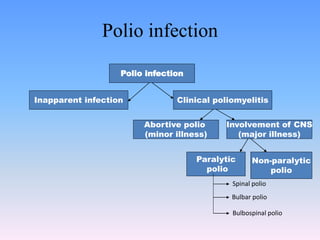 Polio infection
Polio infection
Inapparent infection Clinical poliomyelitis
Abortive polio
(minor illness)
Involvement of CNS
(major illness)
Paralytic
polio
Non-paralytic
polio
Spinal polio
Bulbar polio
Bulbospinal polio
 