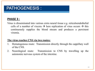 PHASE 3 :
Virus is disseminated into various extra neural tissue e.g. reticuloendothelial
cells of a number of viscera  here replication of virus occurs  this
continuously supplies the blood stream and produces a persistent
viremia.
The virus reaches CNS via two routes:
1. Hematogenous route: Transmission directly through the cappillary wall
of the CNS.
2. Neurological route: Transmission to CNS by travelling up the
autonomic nervous system of the intestine.
19
 