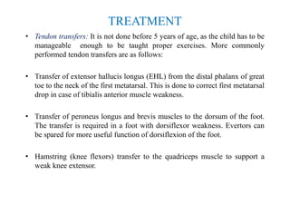 TREATMENT
• Tendon transfers: It is not done before 5 years of age, as the child has to be
manageable enough to be taught proper exercises. More commonly
performed tendon transfers are as follows:
• Transfer of extensor hallucis longus (EHL) from the distal phalanx of great
toe to the neck of the first metatarsal. This is done to correct first metatarsal
drop in case of tibialis anterior muscle weakness.
• Transfer of peroneus longus and brevis muscles to the dorsum of the foot.
The transfer is required in a foot with dorsiflexor weakness. Evertors can
be spared for more useful function of dorsiflexion of the foot.
• Hamstring (knee flexors) transfer to the quadriceps muscle to support a
weak knee extensor.
 