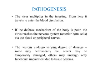 PATHOGENESIS
• The virus multiplies in the intestine. From here it
travels to enter the blood circulation.
• If the defense mechanism of the body is poor, the
virus reaches the nervous system (anterior horn cells)
via the blood or peripheral nerves.
• The neurons undergo varying degree of damage –
some may permanently die, others may be
temporarily damaged, others may undergo only
functional impairment due to tissue oedema.
 