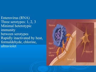 Enterovirus (RNA)
Three serotypes: 1, 2, 3
Minimal heterotypic
immunity
between serotypes
Rapidly inactivated by heat,
formaldehyde, chlorine,
ultraviolet
 