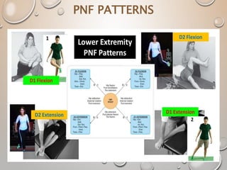 PNF PATTERNS
 