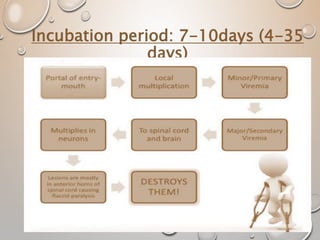 Incubation period: 7-10days (4-35
days)
 