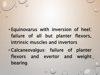 • Equinovarus with inversion of heel:
failure of all but planter flexors,
intrinsic muscles and invertors
• Calcaneovalgus: failure of planter
flexors and evertor and weight
bearing
 