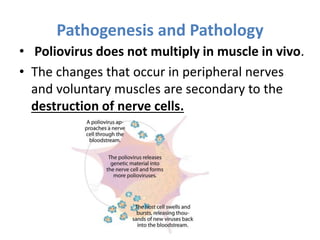 • Poliovirus does not multiply in muscle in vivo.
• The changes that occur in peripheral nerves
and voluntary muscles are secondary to the
destruction of nerve cells.
Pathogenesis and Pathology
 