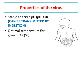 • Stable at acidic pH (pH 3.0)
(CAN BE TRANSIMITTED BY
INGESTION)
• Optimal temperature for
growth 37 (°C)
Properties of the virus
 