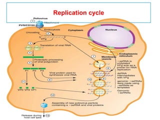 Replication cycle
 