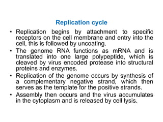 Replication cycle
• Replication begins by attachment to specific
receptors on the cell membrane and entry into the
cell, this is followed by uncoating.
• The genome RNA functions as mRNA and is
translated into one large polypeptide, which is
cleaved by virus encoded protease into structural
proteins and enzymes.
• Replication of the genome occurs by synthesis of
a complementary negative strand, which then
serves as the template for the positive strands.
• Assembly then occurs and the virus accumulates
in the cytoplasm and is released by cell lysis.
 