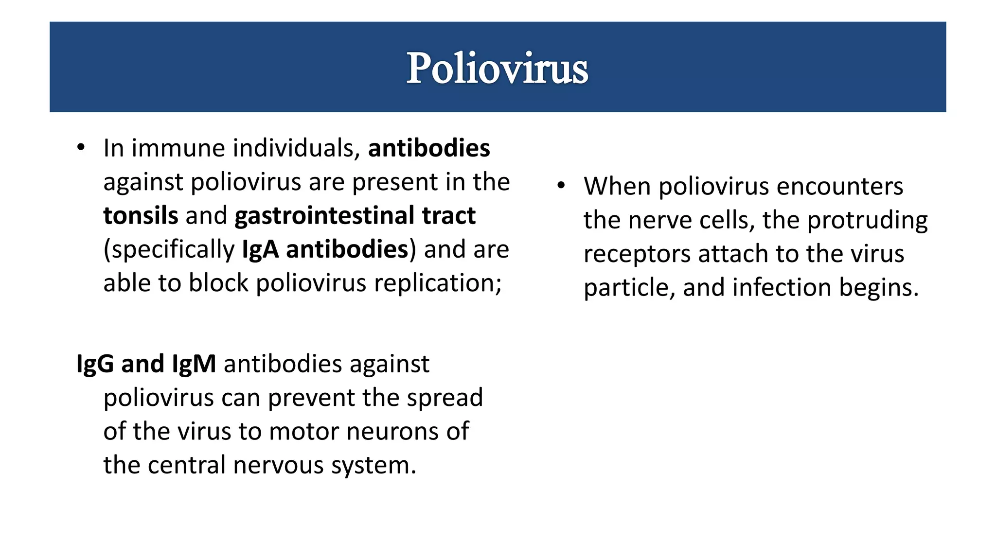 • In immune individuals, antibodies
against poliovirus are present in the
tonsils and gastrointestinal tract
(specifically IgA antibodies) and are
able to block poliovirus replication;
IgG and IgM antibodies against
poliovirus can prevent the spread
of the virus to motor neurons of
the central nervous system.
• When poliovirus encounters
the nerve cells, the protruding
receptors attach to the virus
particle, and infection begins.
 