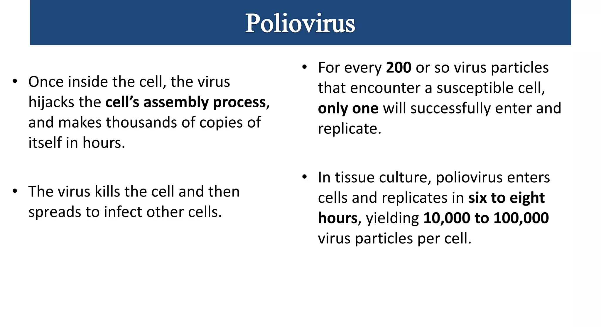 • Once inside the cell, the virus
hijacks the cell’s assembly process,
and makes thousands of copies of
itself in hours.
• The virus kills the cell and then
spreads to infect other cells.
• For every 200 or so virus particles
that encounter a susceptible cell,
only one will successfully enter and
replicate.
• In tissue culture, poliovirus enters
cells and replicates in six to eight
hours, yielding 10,000 to 100,000
virus particles per cell.
 