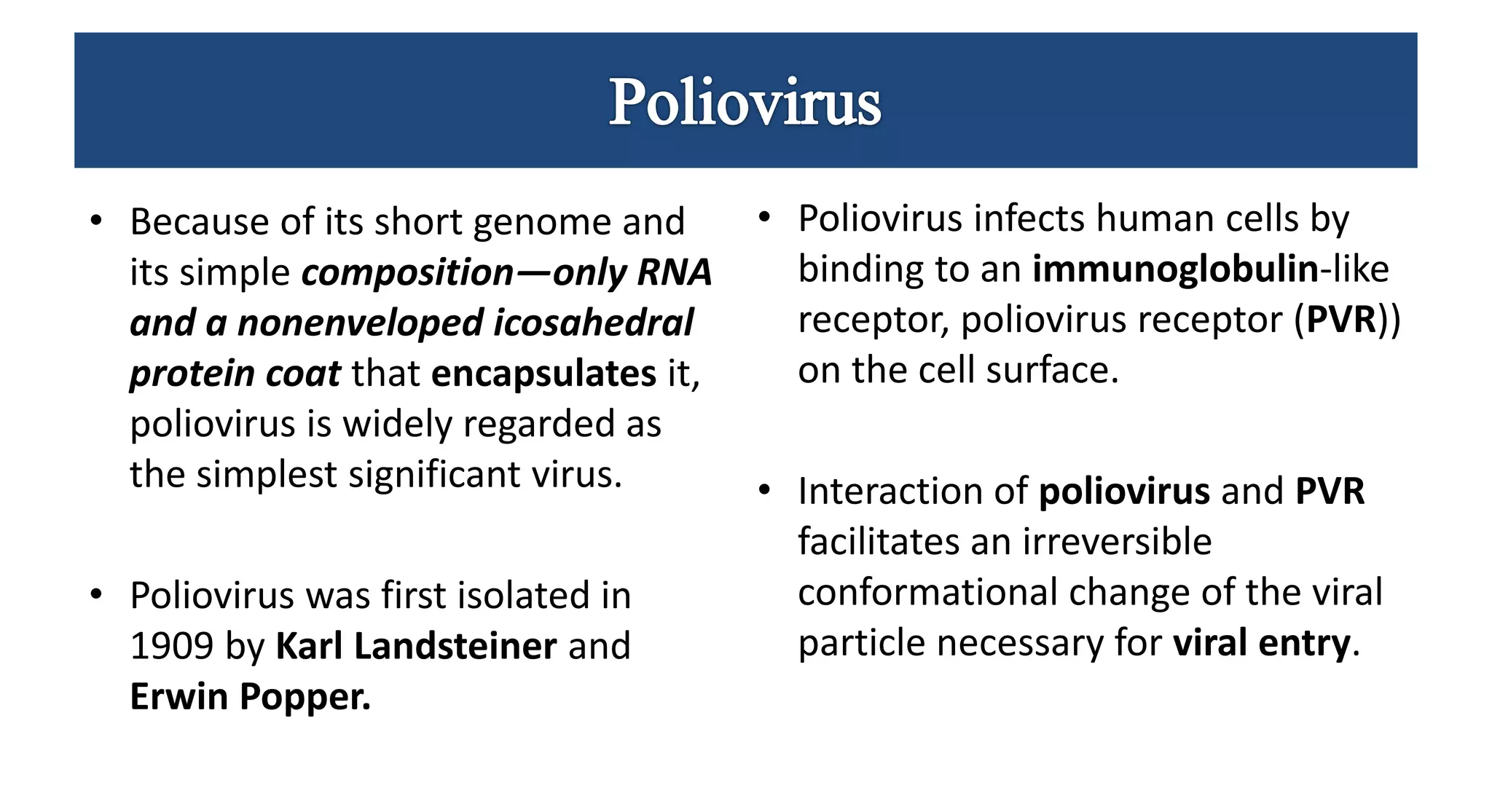 • Because of its short genome and
its simple composition—only RNA
and a nonenveloped icosahedral
protein coat that encapsulates it,
poliovirus is widely regarded as
the simplest significant virus.
• Poliovirus was first isolated in
1909 by Karl Landsteiner and
Erwin Popper.
• Poliovirus infects human cells by
binding to an immunoglobulin-like
receptor, poliovirus receptor (PVR))
on the cell surface.
• Interaction of poliovirus and PVR
facilitates an irreversible
conformational change of the viral
particle necessary for viral entry.
 