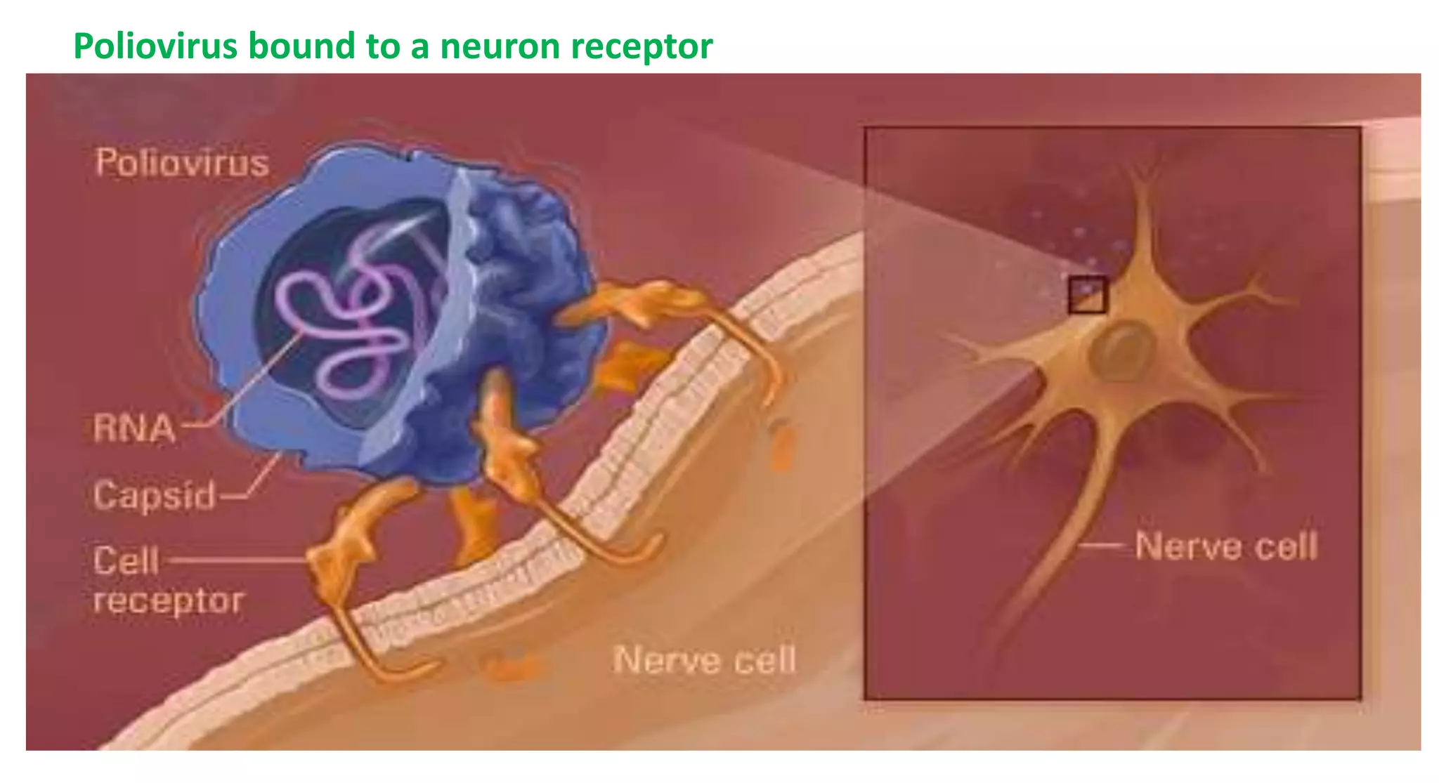 Poliovirus bound to a neuron receptor
 