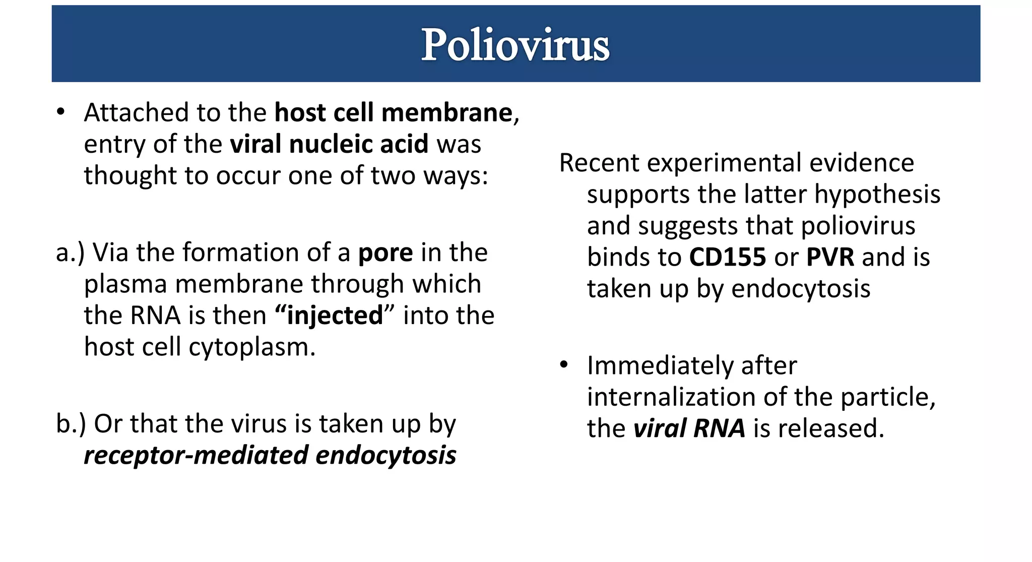 • Attached to the host cell membrane,
entry of the viral nucleic acid was
thought to occur one of two ways:
a.) Via the formation of a pore in the
plasma membrane through which
the RNA is then “injected” into the
host cell cytoplasm.
b.) Or that the virus is taken up by
receptor-mediated endocytosis
Recent experimental evidence
supports the latter hypothesis
and suggests that poliovirus
binds to CD155 or PVR and is
taken up by endocytosis
• Immediately after
internalization of the particle,
the viral RNA is released.
 